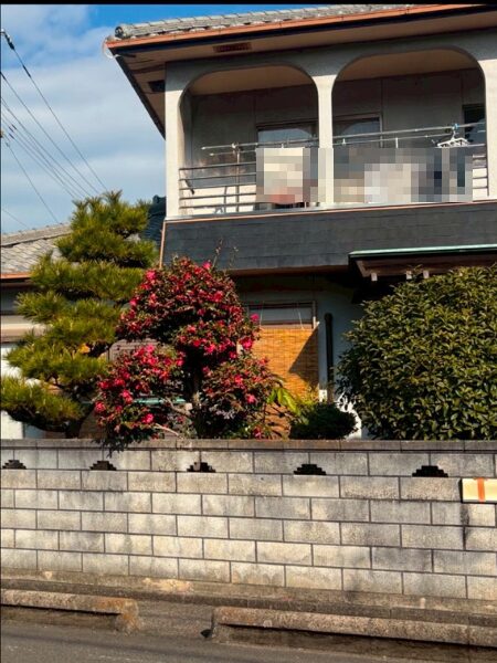 伊予市・K様邸_黒松ツツジ金木犀剪定・伐採_施工前