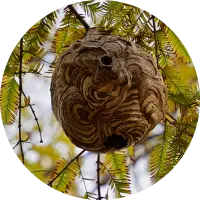 スズメバチの巣