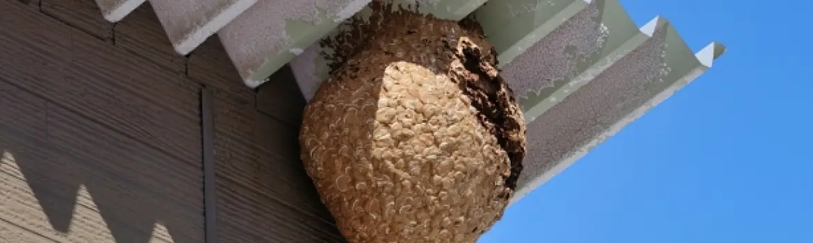 屋根にスズメバチの巣ができている写真