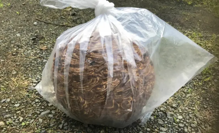ビニール袋に入れられたスズメバチの巣の写真