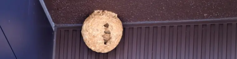 家の屋根に出来たスズメバチの巣の写真