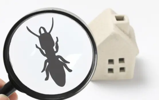 シロアリのイメージ写真