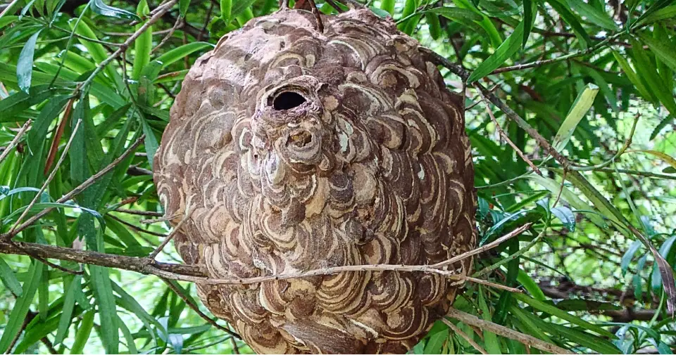 スズメバチの巣の写真