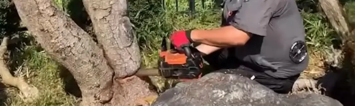 チェーンソーによる樹木を伐採