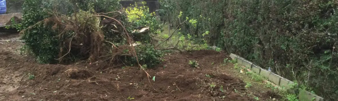 樹木を抜根している写真