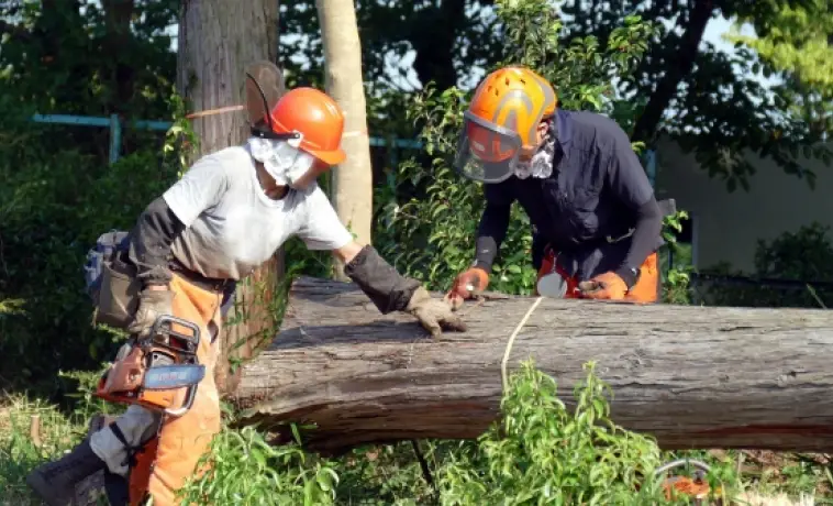 大木を伐採している