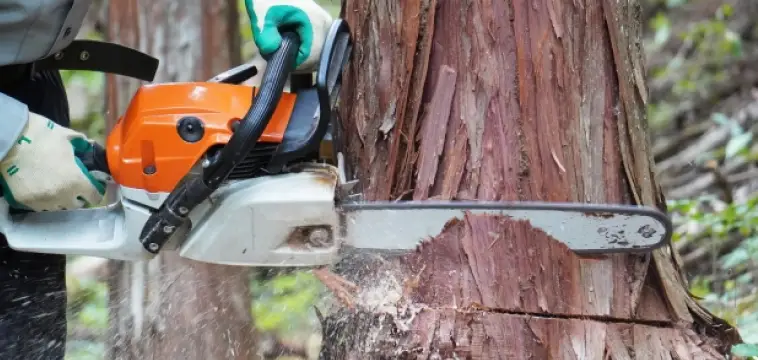 チェーンソーによる樹木の伐採