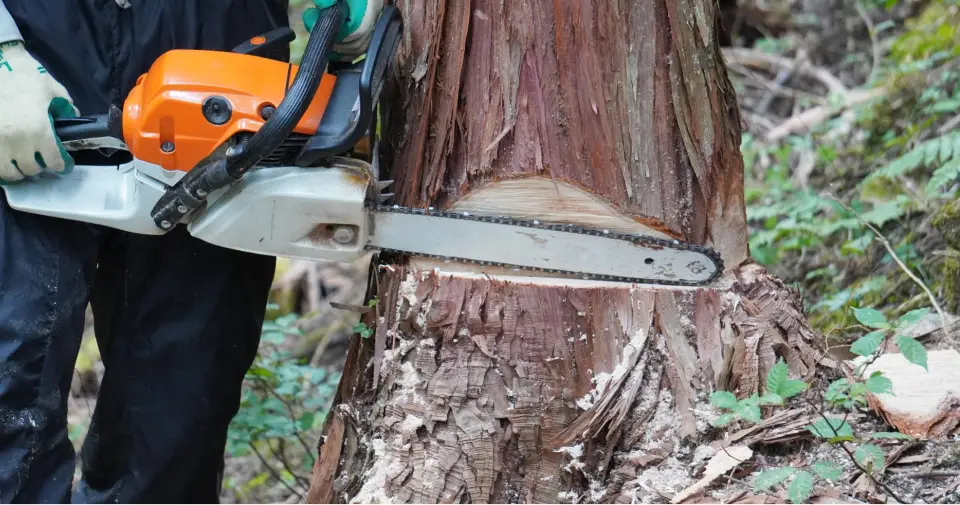 チェンソーによる樹木の伐採