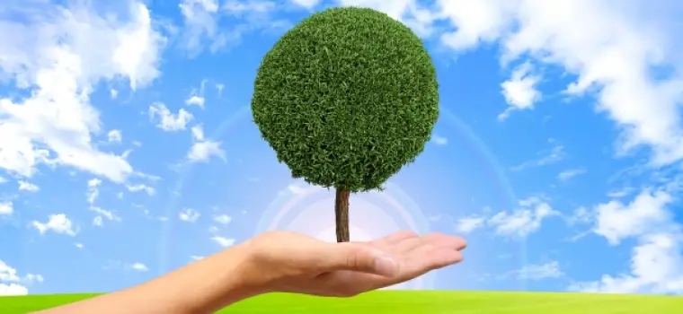 思い出の木のイメージ写真