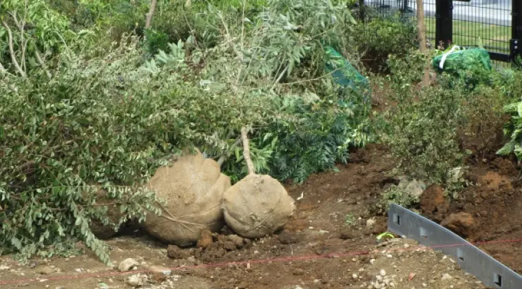 移植の為に抜根された樹木