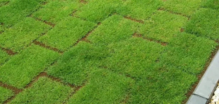 芝生を張った庭の写真