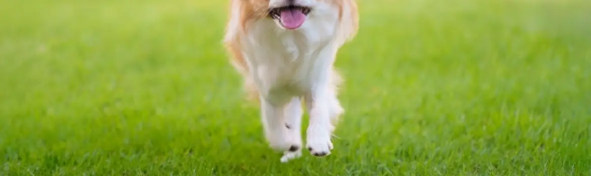 庭を走る犬のイメージ写真