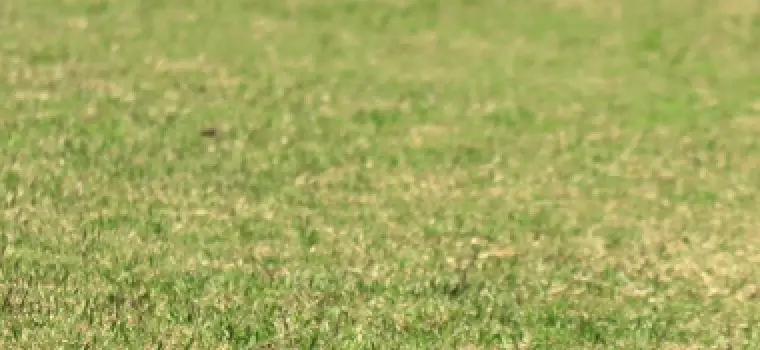 高麗芝（日本芝）
