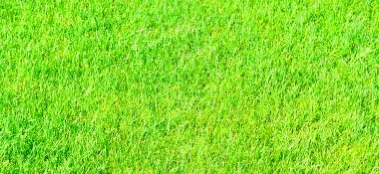 姫高麗芝（日本芝）