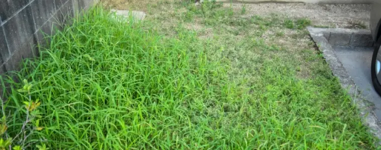 雑草が生い茂った庭