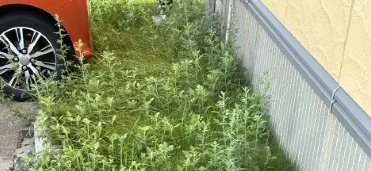 雑草が生い茂った駐車場の写真