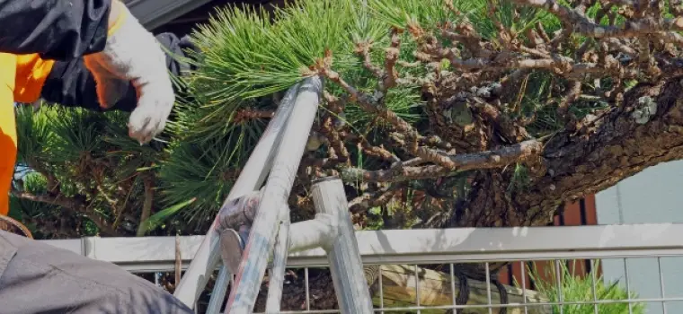 安全性に配慮した樹木の剪定