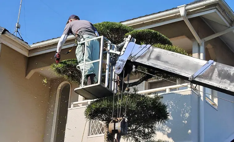 高所作業車を使った樹木の剪定