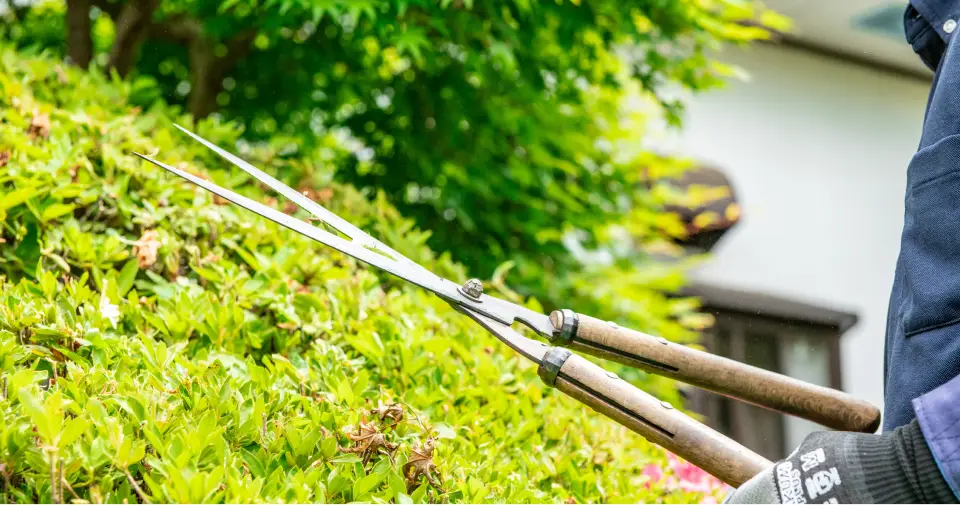 植木の剪定をしている写真