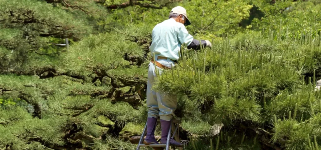松山市で植木剪定を依頼するなら知っておきたい料金相場と業者の選び方