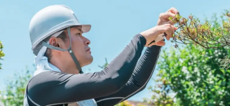 枝の剪定をするスタッフ