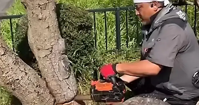 新居浜市の庭媛がで樹木伐採を安全に行う方法【危険木・大木の対応も】