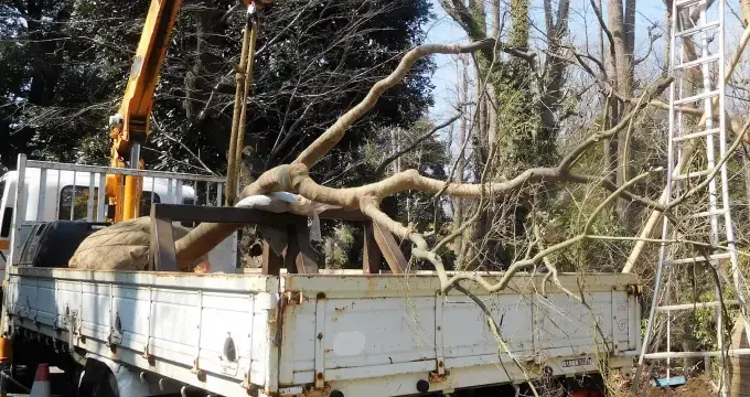 トラックで庭木を運搬している写真