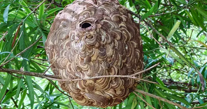 スズメバチの巣