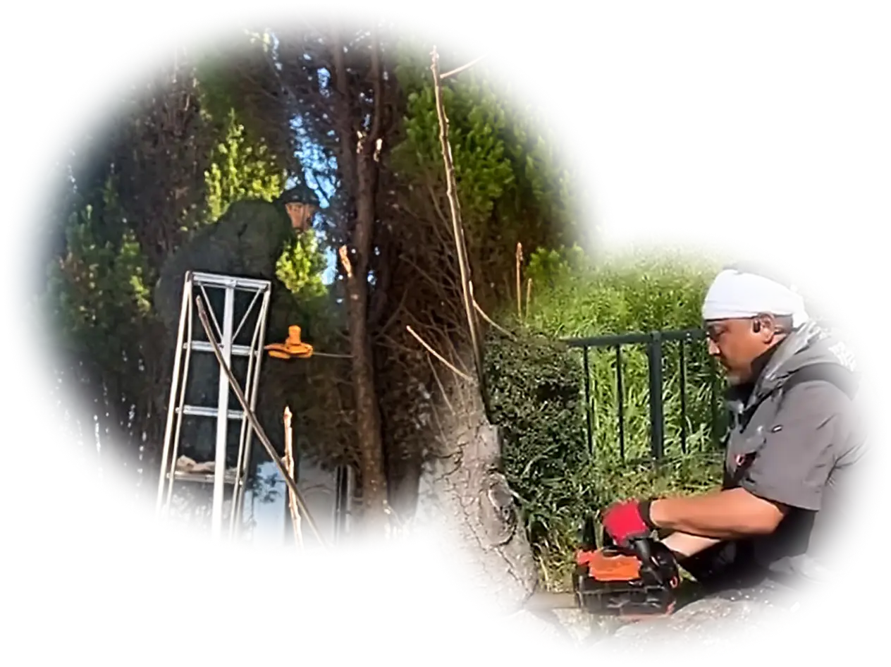 ハシゴに登って伐採している様子、チェーンソーを操作している様子